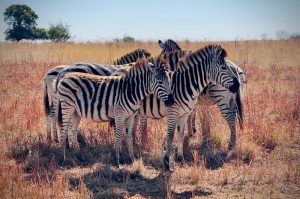 wildlife Thanda Safari