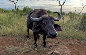 wildlife Thanda Safari