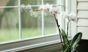 These Houseplants Will Help You Concentrate