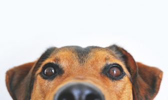Dog lovers, these Android apps are for you