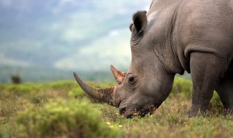 Buy a Cuddly Rhino Coin Bank Toy and Help Raise Funds for Wildlife ACT Wldlife ACT