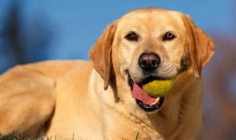 Dog-Lovers, Netflix Has a New Series Just for You! Dog Tennis Ball